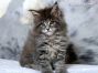 Zisko of Maine Coon Castle 8 Wochen alt, 1196g