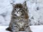 Maine Coon Baby aus Sachsen