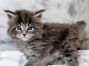 Maine Coon Baby aus Sachsen