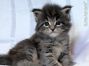 Maine Coon Baby aus Golenz