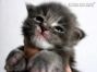 Maine Coon Kätzchen aus Golenz