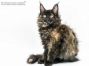 Anna of Maine Coon Castle 14 Wochen alt, 2090g