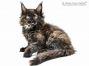 Anna of Maine Coon Castle 10 Wochen alt, 1620g