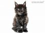 Anna of Maine Coon Castle 7 Wochen alt, 1002g