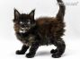 Anna of Maine Coon Castle 5 Wochen alt, 756g