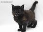 Anna of Maine Coon Castle 4 Wochen alt, 710g