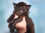 Anna of Maine Coon Castle 3 Wochen alt, 560g