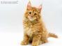Billy of Maine Coon Castle 10 Woche alt, 1710g