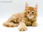 Billy of Maine Coon Castle 8 Woche alt, 1320g