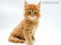 Billy of Maine Coon Castle 6 Woche alt, 930g