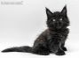 Chester of Maine Coon Castle 7 Wochen alt, 1062g
