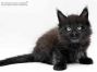Chester of Maine Coon Castle 6 Wochen alt, 840g