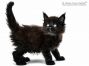 Chester of Maine Coon Castle 5 Wochen alt, 658g