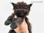 Chester of Maine Coon Castle 4 Wochen alt, 633g