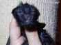Chester of Maine Coon Castle 1 Tag alt