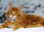 Detlef of Maine Coon Castle 10 Wochen alt, 1593g