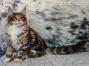 Diana of Maine Coon Castle 18 Wochen alt, 2420g