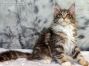 Diana of Maine Coon Castle 14 Wochen alt, 1774g