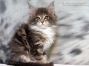 Diana of Maine Coon Castle 10 Wochen alt, 1226g