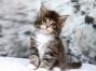 Diana of Maine Coon Castle 6 Wochen alt, 685g