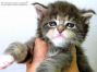 Diana of Maine Coon Castle 4 Wochen alt, 469g