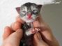 Diana of Maine Coon Castle 1 Tag alt