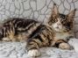 Diego of Maine Coon Castle 18 Wochen alt, 2660g