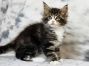 Diego of Maine Coon Castle 8 Wochen alt, 1004g
