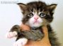 Diego of Maine Coon Castle 4 Wochen alt, 427g