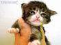 Diego of Maine Coon Castle 3 Wochen alt, 312g