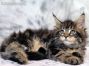 Dina of Maine Coon Castle 8 Wochen alt, 1004g