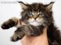 Dina of Maine Coon Castle 5 Wochen alt, 590g