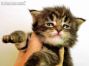 Dina of Maine Coon Castle 3 Wochen alt, 373g
