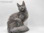 Feivel of Maine Coon Castle 5 Monate alt, 3445g