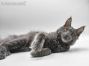 Feivel of Maine Coon Castle 5 Monate alt, 3445g