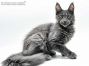 Feivel of Maine Coon Castle 4 Monate alt, 3050g