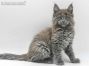 Feivel of Maine Coon Castle 8 Wochen alt, 1225g