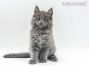 Feivel of Maine Coon Castle 7 Wochen alt, 1100g