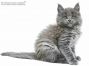 Feivel of Maine Coon Castle 6 Wochen alt, 901g