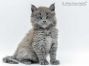 Feivel of Maine Coon Castle 5 Wochen alt, 723g