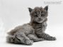 Feivel of Maine Coon Castle 4 Wochen alt, 634g