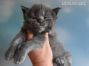 Feivel of Maine Coon Castle 3 Wochen alt, 520g