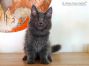Flyn of Maine Coon Castle 14 Wochen alt, 2190g