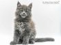 Flyn of Maine Coon Castle 8 Wochen alt, 1210g