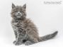 Flyn of Maine Coon Castle 7 Wochen alt, 1100g