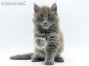 Flyn of Maine Coon Castle 6 Wochen alt, 895g