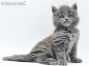 Flyn of Maine Coon Castle 5 Wochen alt, 758g