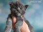 Flyn of Maine Coon Castle 3 Wochen alt, 490g