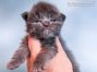 Flyn of Maine Coon Castle 2 Wochen alt, 392g