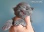 Flyn of Maine Coon Castle 1 Woche alt, 264g